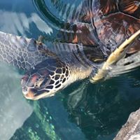 Maui Ocean Center logo