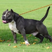 Hawaii King Kennels logo