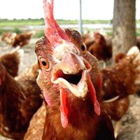 Waikapu Fresh Eggs logo