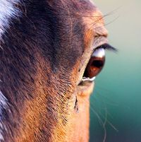 Maui Animal Farm logo