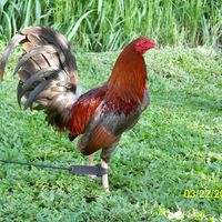 Victory Feeds Hawaii logo