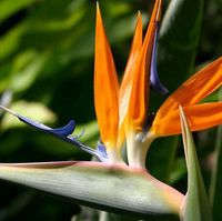 Sharon's Plants Ltd logo