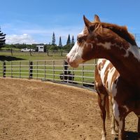 Tom Morrow Equestrian Center logo