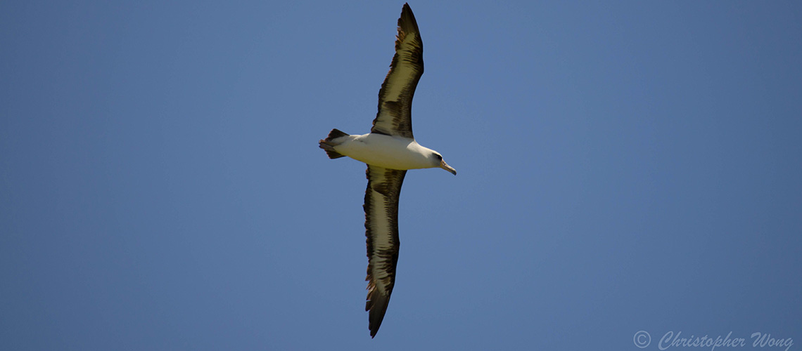 Maui Nui Seabird Recovery Project logo