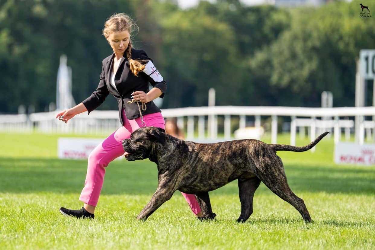 BigislandBullies logo