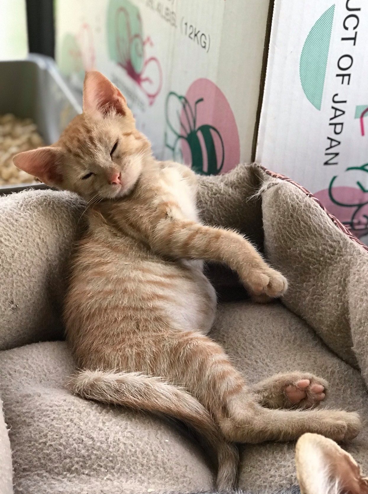 Surf Cat Ranch - Maui Cat Sanctuary logo