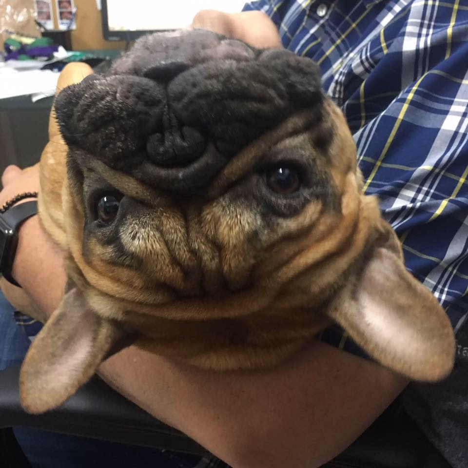 VCA Family & Oahu Veterinary Specialty Center Pearl City, HI